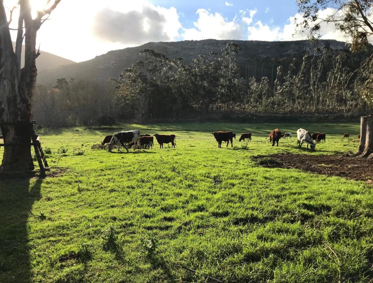 Kleine Vrede Farm Cottage Hermanus Buitenkant foto