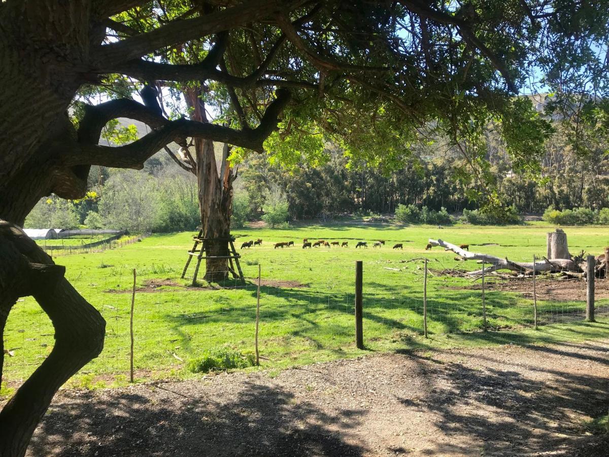 Kleine Vrede Farm Cottage Hermanus Buitenkant foto